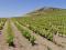 #17 Sorso Vineyard & Land in Sardegna